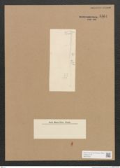 Diatomeae indet. Zeichnungen Sammlung Grunow Nr. 4564 (NHMW-BOT-W0372523)